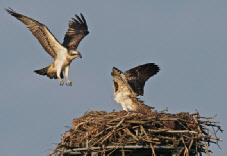 Nisthilfen für den Adler